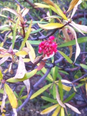 Comarostaphylis glaucescens