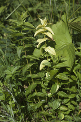 Gentiana cruciata