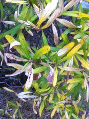 Comarostaphylis glaucescens