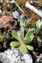 Myosotis ramosissima