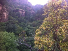 Comarostaphylis glaucescens