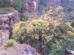 Comarostaphylis glaucescens