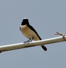 Oenanthe melanoleuca