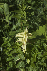 Gentiana cruciata