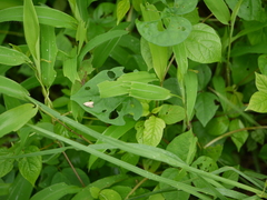 Hiccoda dosaroides