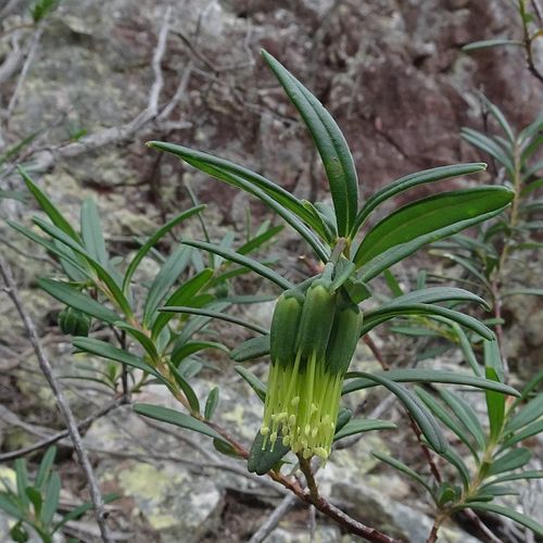 Leionema ralstonii