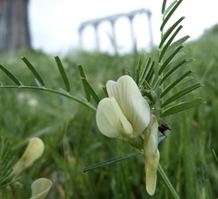 Vicia hybrida