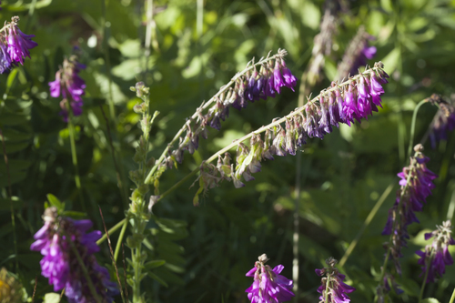 Hedysarum caucasicum