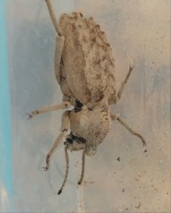 Sepidium tricuspidatum