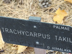 Trachycarpus takil