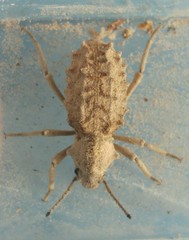 Sepidium tricuspidatum