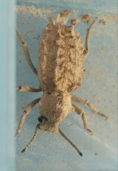 Sepidium tricuspidatum