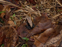 Clinotarsus curtipes