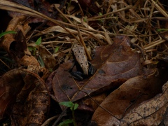 Clinotarsus curtipes