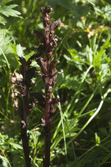 Orobanche gamosepala