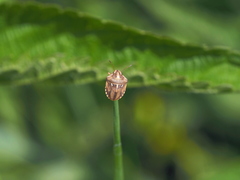 Derula flavoguttata