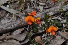 Podolobium procumbens