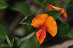 Podolobium procumbens