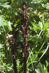 Orobanche gamosepala