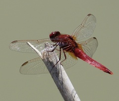 Crocothemis