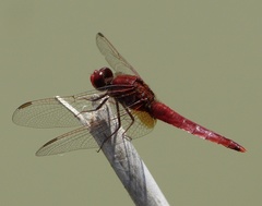 Crocothemis