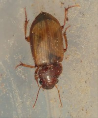 Amara rufescens