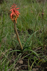 Kniphofia hirsuta