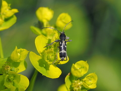 Chlorophorus figuratus