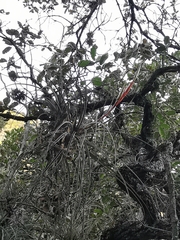 Tillandsia inopinata