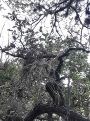 Tillandsia inopinata