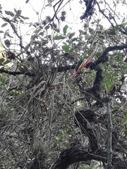 Tillandsia inopinata