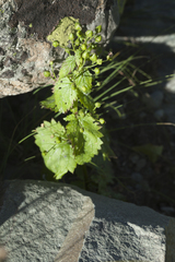 Scrophularia scopolii