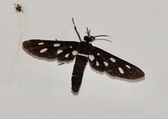 Amata stellaris