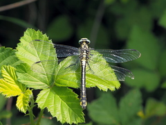 Gomphus schneiderii