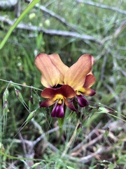 Diuris amplissima