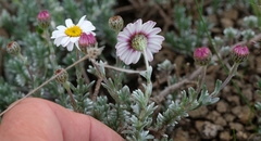 Eumorphia prostrata