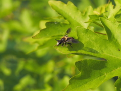 Choerades fuliginosa