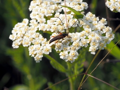 Stenurella jaegeri