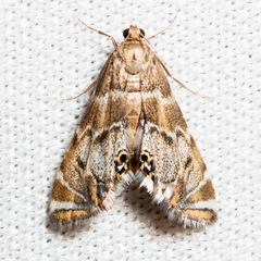 Petrophila confusalis