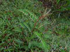 Phyllanthus stipulatus