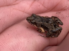 Crinia remota