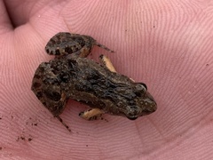 Crinia remota