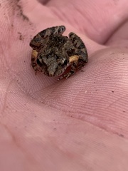 Crinia remota