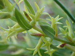 Thymelaea sanamunda