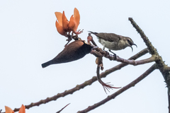 Chalcomitra adelberti