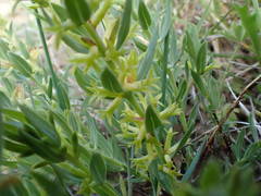 Thymelaea sanamunda