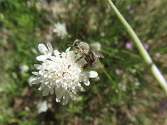 Apis mellifera