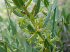 Thymelaea sanamunda