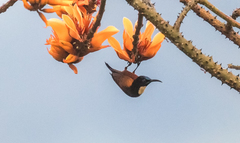 Chalcomitra adelberti