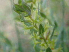 Thymelaea sanamunda
